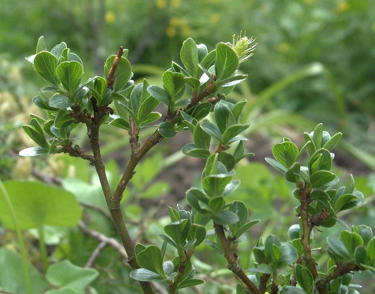 Image of Salix retusa specimen.