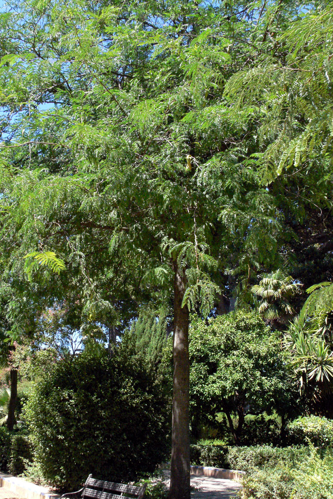 Изображение особи Gleditsia triacanthos.