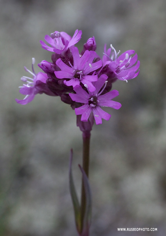 Image of Viscaria alpina specimen.