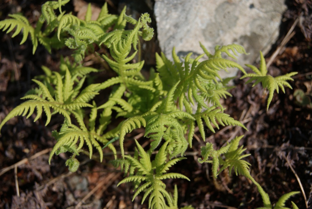 Image of Phegopteris connectilis specimen.