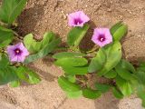 Ipomoea pes-caprae