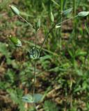 Image of taxon representative. Author is Владислав Григоренко