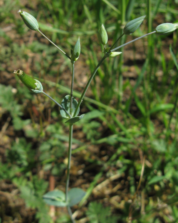 Изображение особи Cerastium perfoliatum.