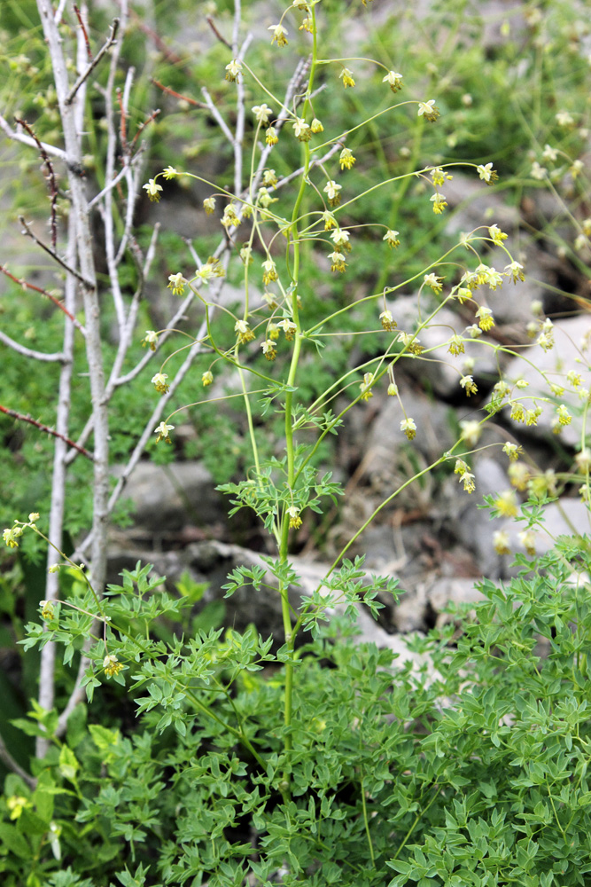 Изображение особи Thalictrum isopyroides.