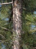 Pinus pallasiana. Средняя часть ствола. Украина, г. Запорожье, возле Гребного канала. 20.04.2013.