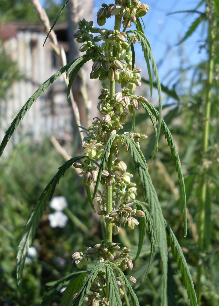 Image of Cannabis sativa var. spontanea specimen.