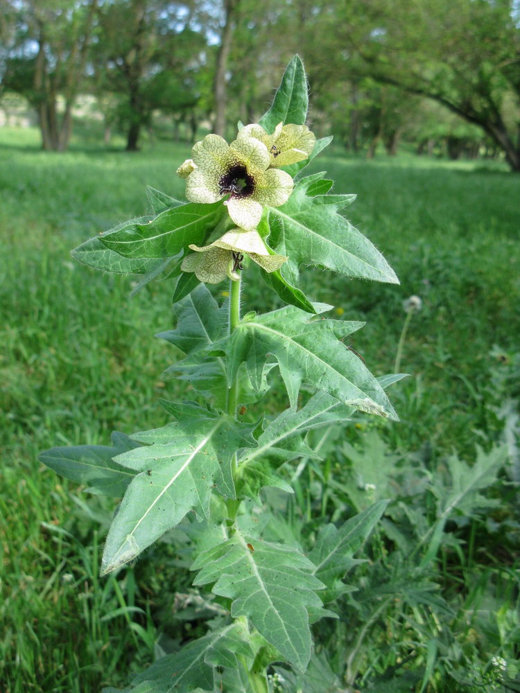 Изображение особи Hyoscyamus niger.