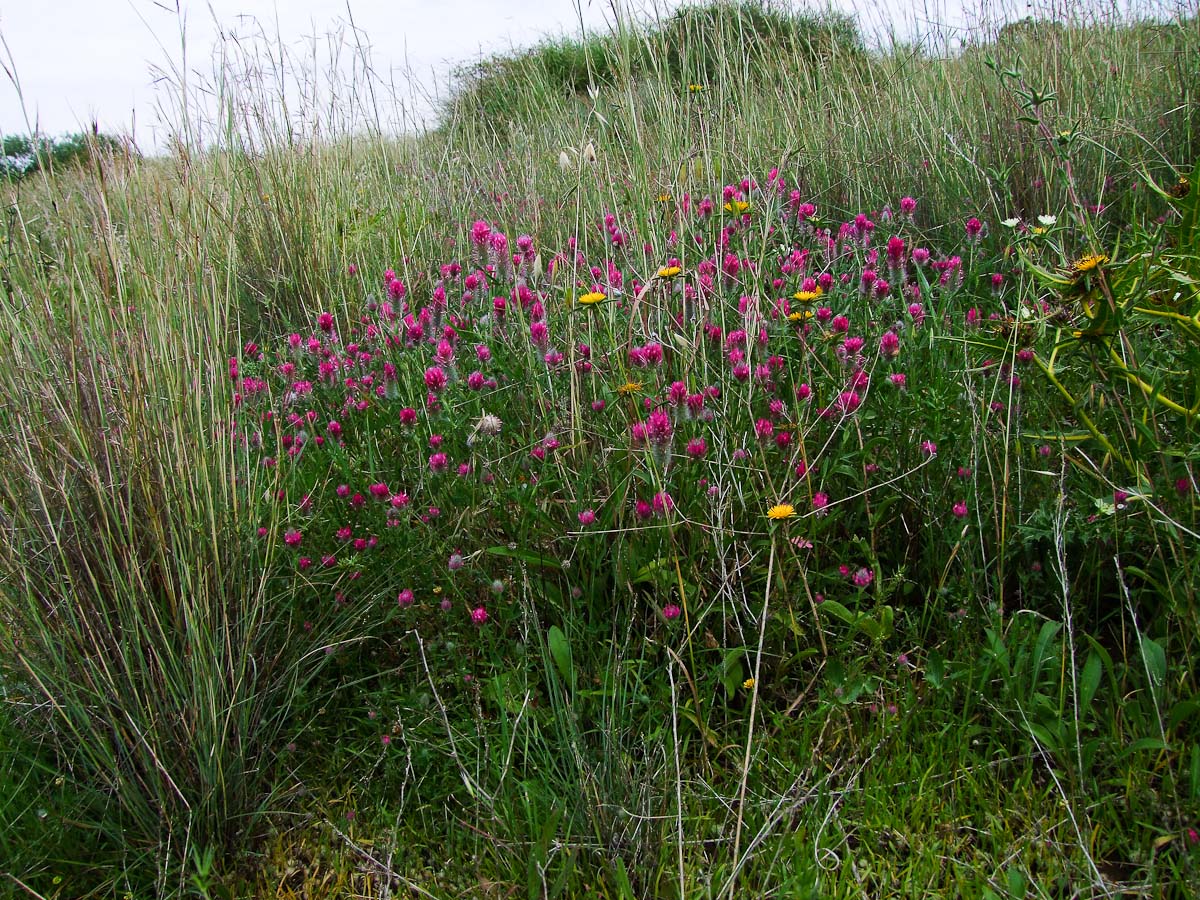 Изображение особи Trifolium purpureum.