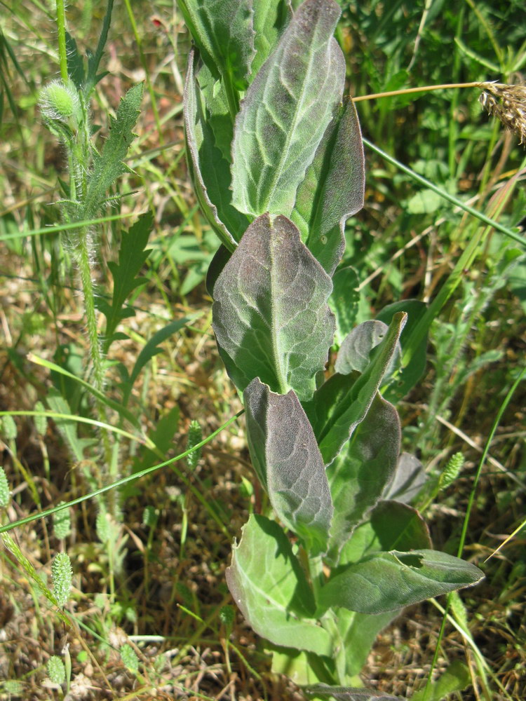 Image of Cardaria draba specimen.