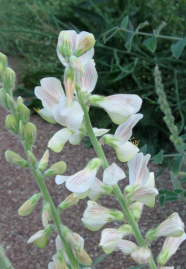 Изображение особи Onobrychis pallasii.