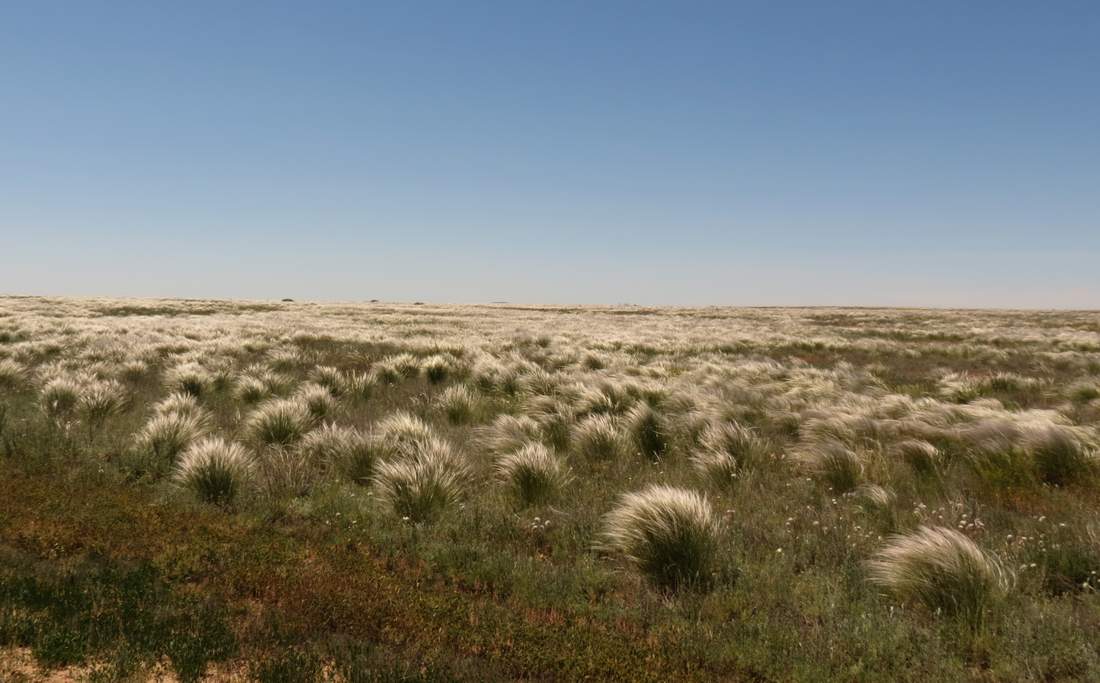 Изображение особи Stipa lessingiana.