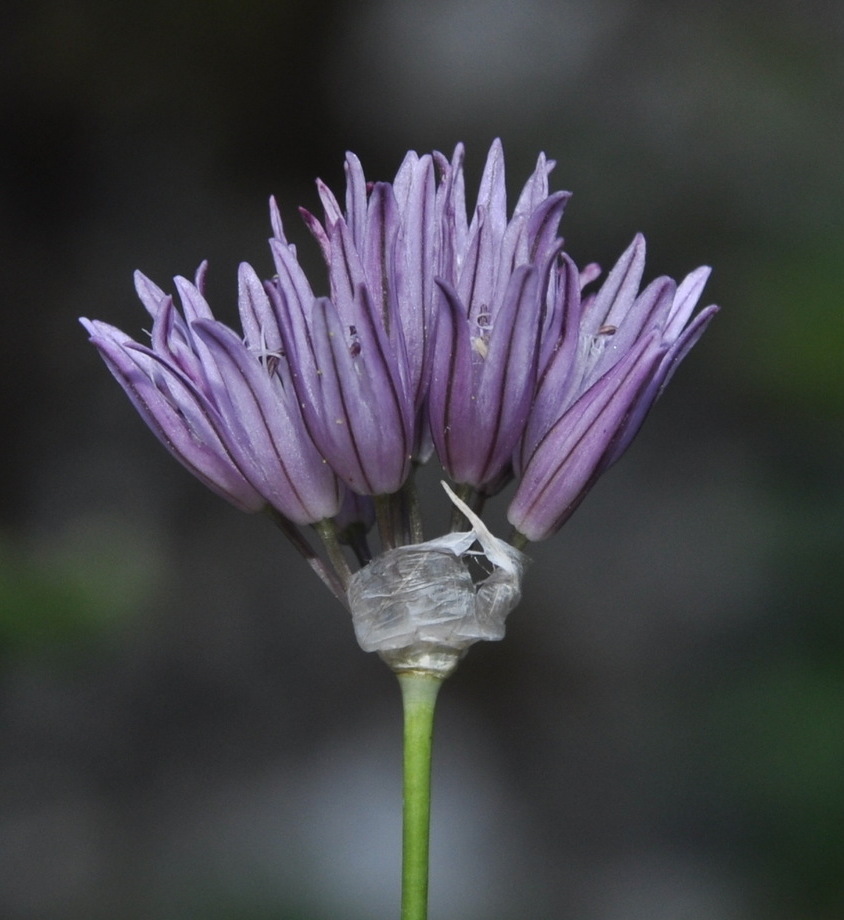 Изображение особи Allium heldreichii.