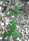 Clinopodium spruneri