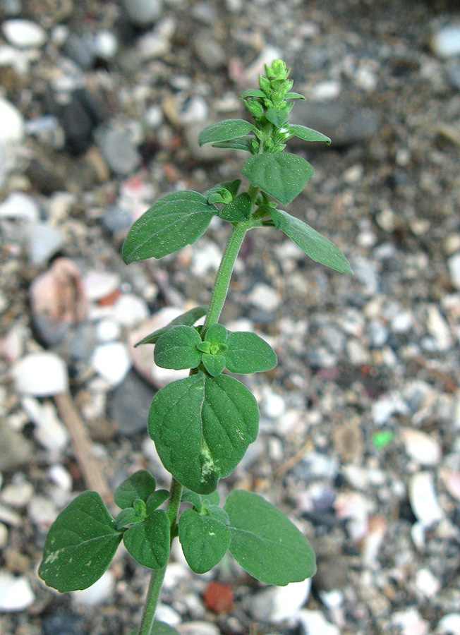 Изображение особи Clinopodium spruneri.