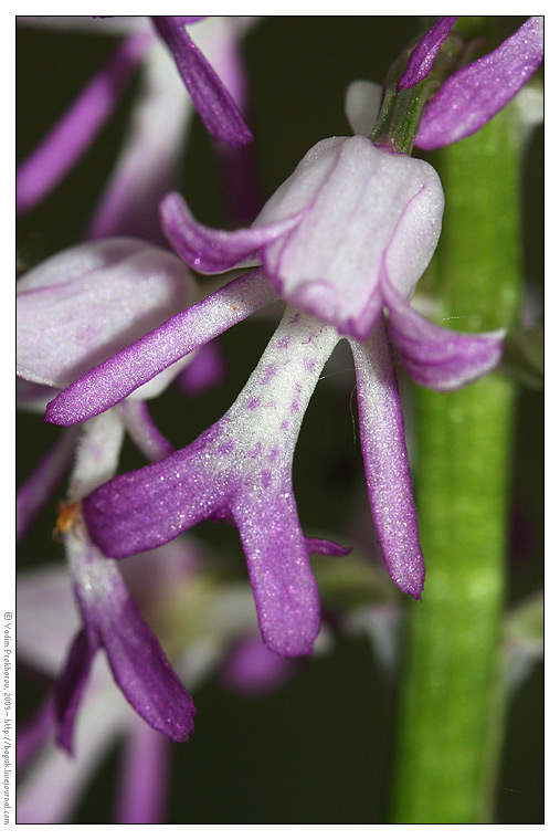 Изображение особи Orchis militaris.