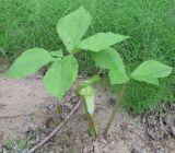 Arisaema amurense
