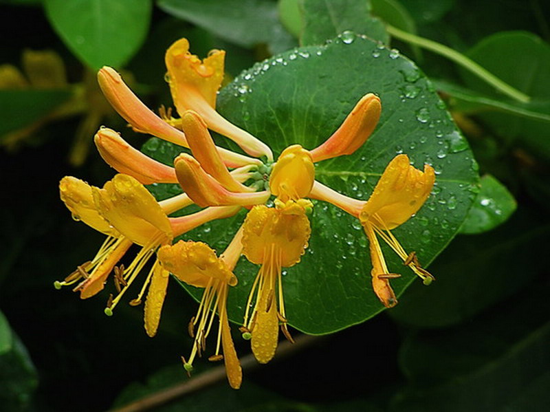 Image of Lonicera &times; tellmanniana specimen.