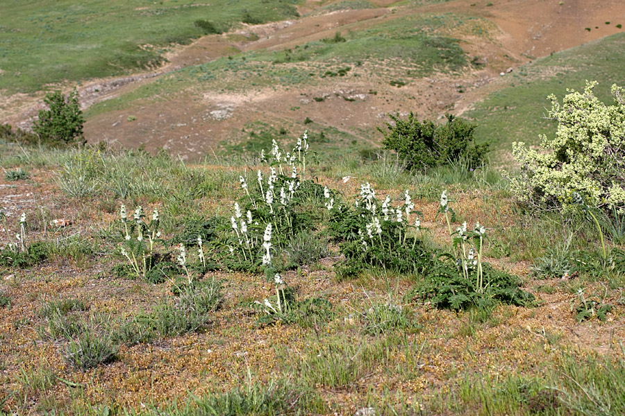 Изображение особи Phlomoides speciosa.