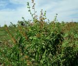 Salvia reflexa