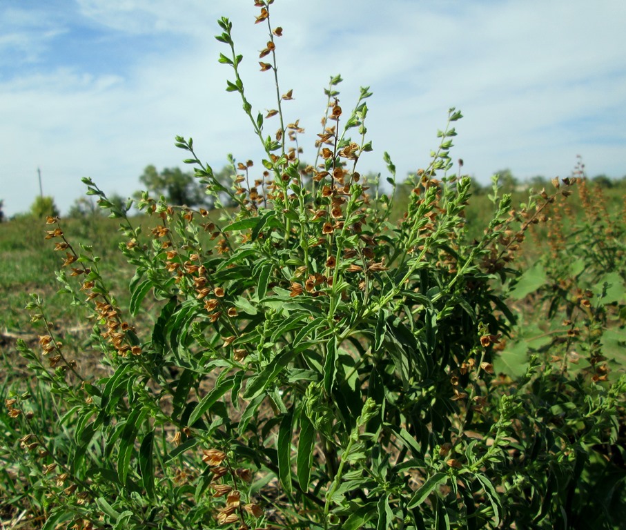 Изображение особи Salvia reflexa.