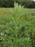 Artemisia vulgaris. Верхушка побега. Краснодарский край, Крымский р-н, окр. ст. Нижнебаканская, разнотравный луг. 22.09.2013.