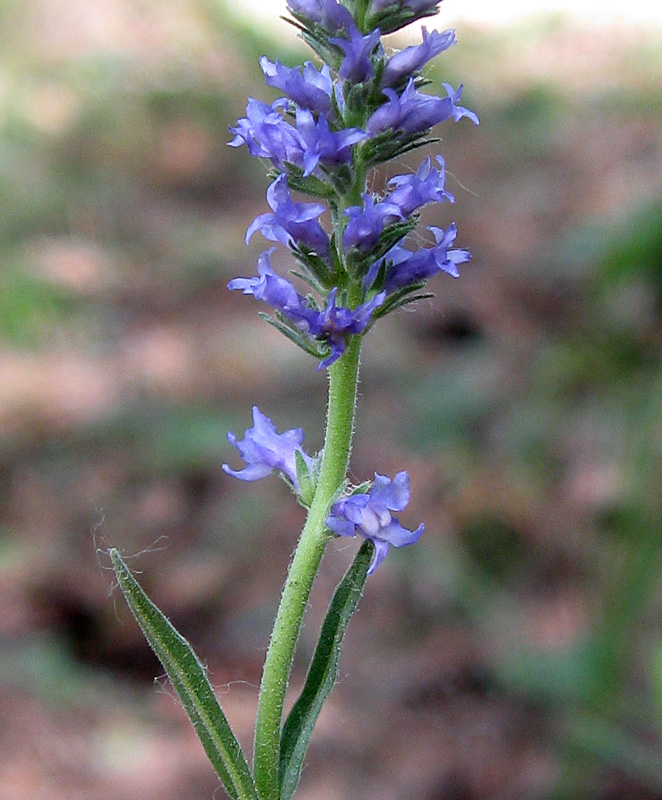 Image of Veronica spicata specimen.