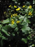 Ranunculus cortusifolius