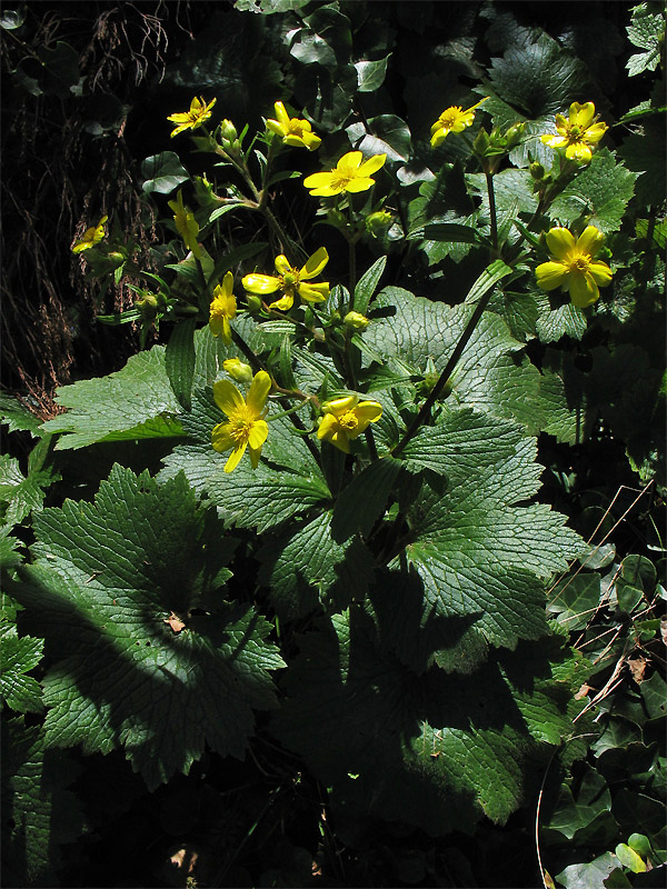 Image of Ranunculus cortusifolius specimen.