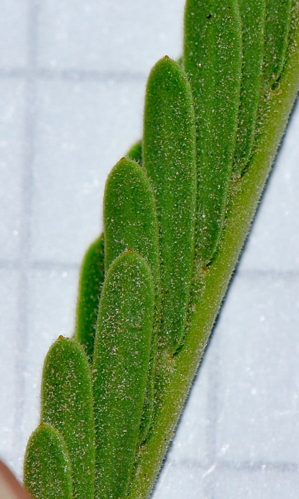 Image of Prosopis alba specimen.