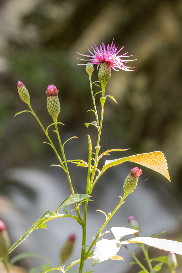 Image of Klasea quinquefolia specimen.