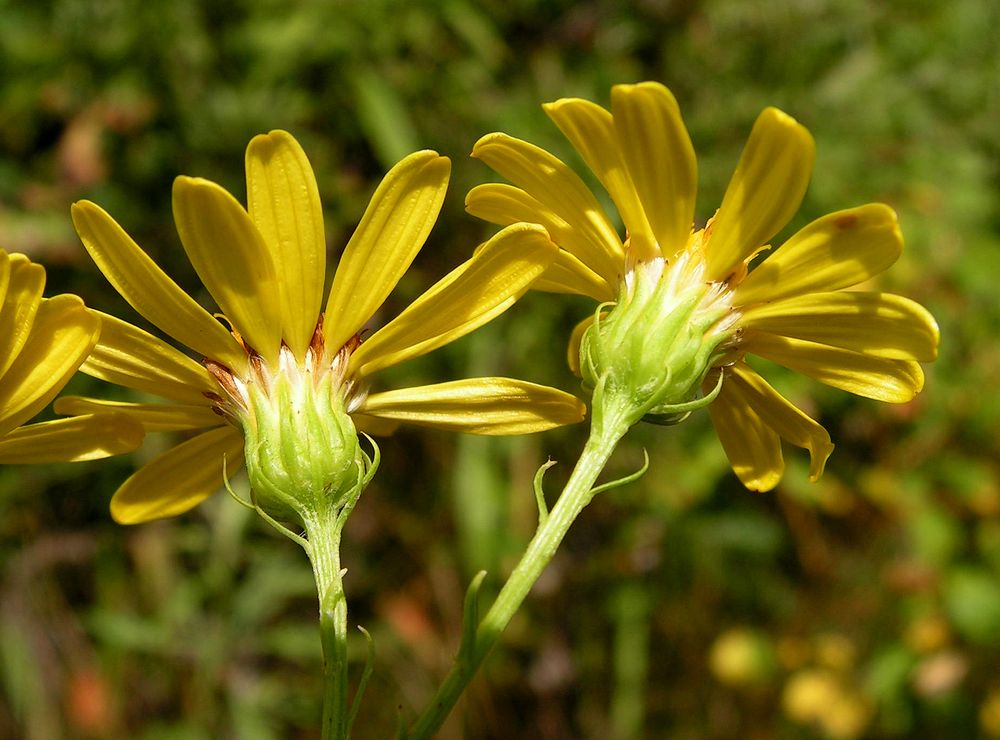 Image of Senecio argunensis specimen.