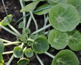 Umbilicus rupestris