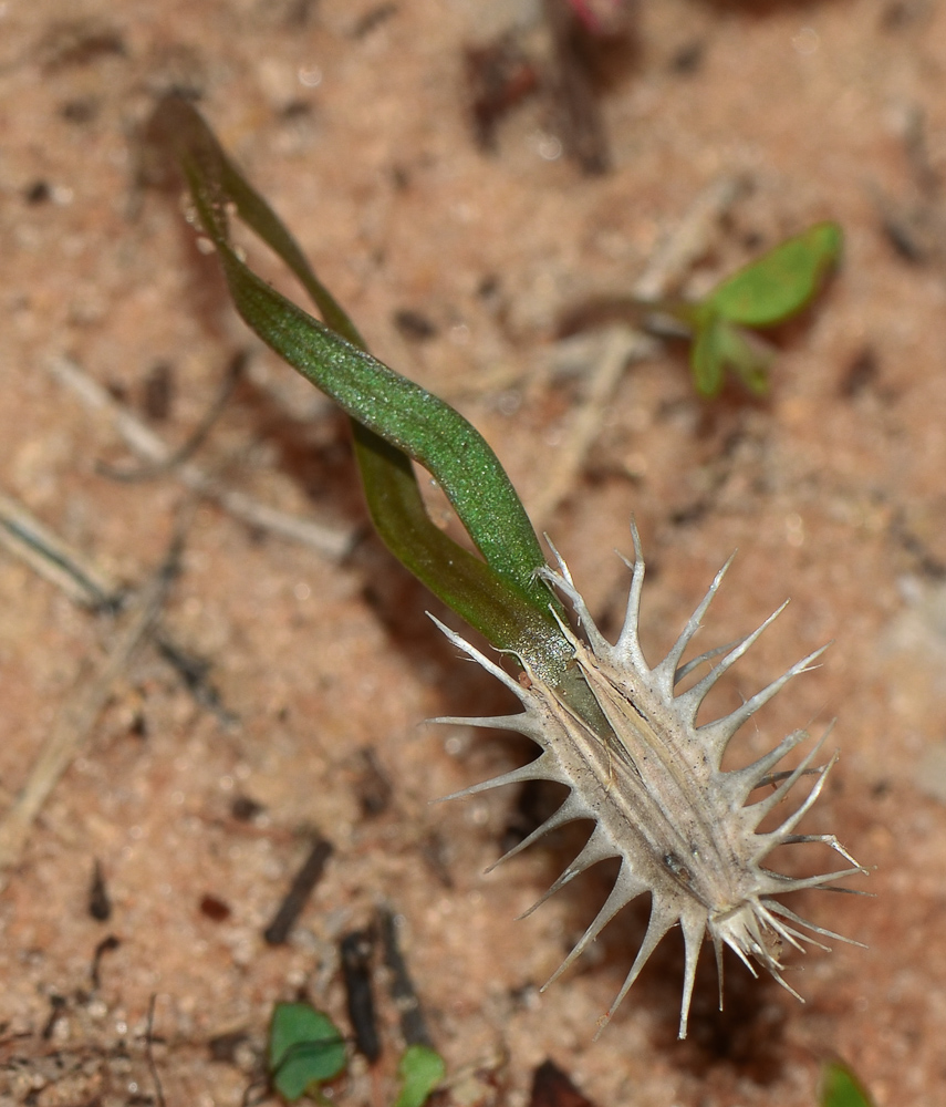 Image of Daucus glaber specimen.