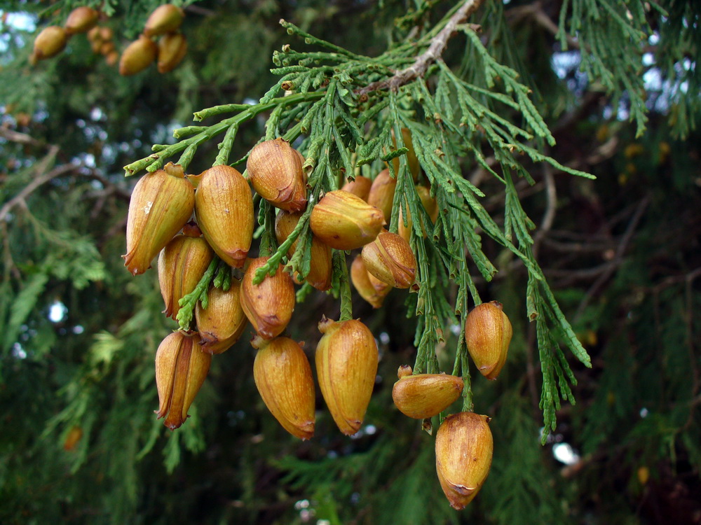 Image of Calocedrus decurrens specimen.