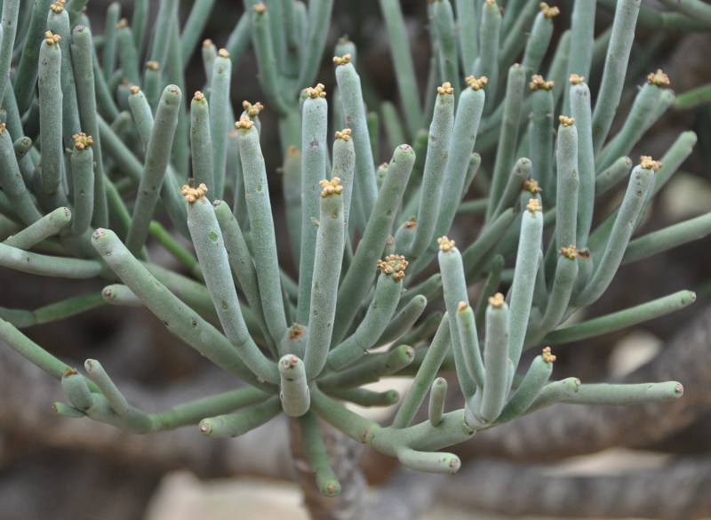 Image of Euphorbia arbuscula specimen.