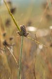 genus Bolboschoenus. Верхушка плодоносящего растения с сидящим клопом-щитником. Ростовская обл., Мясниковский р-н, окр. хут. Мартыново, пойменный луг. 30.06.2013.