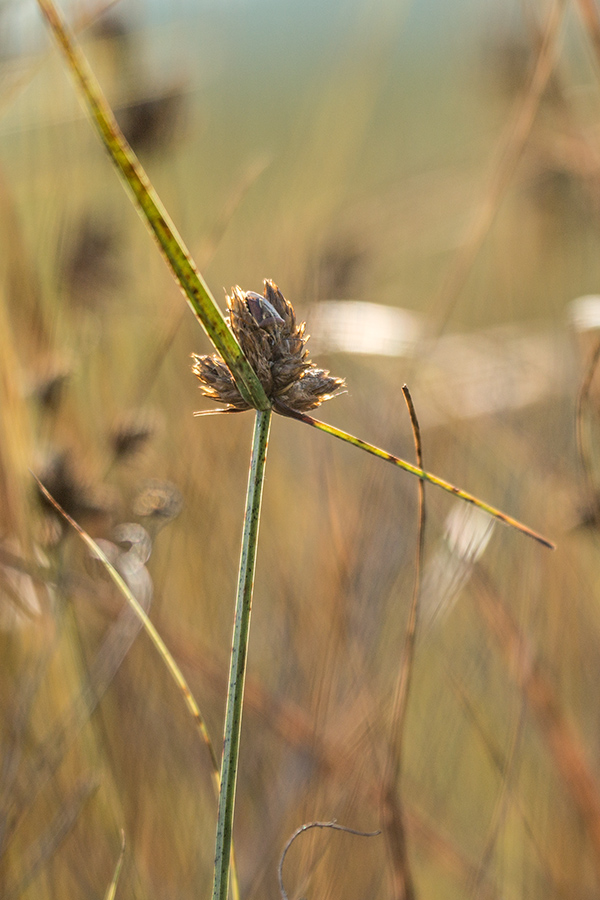 Image of genus Bolboschoenus specimen.