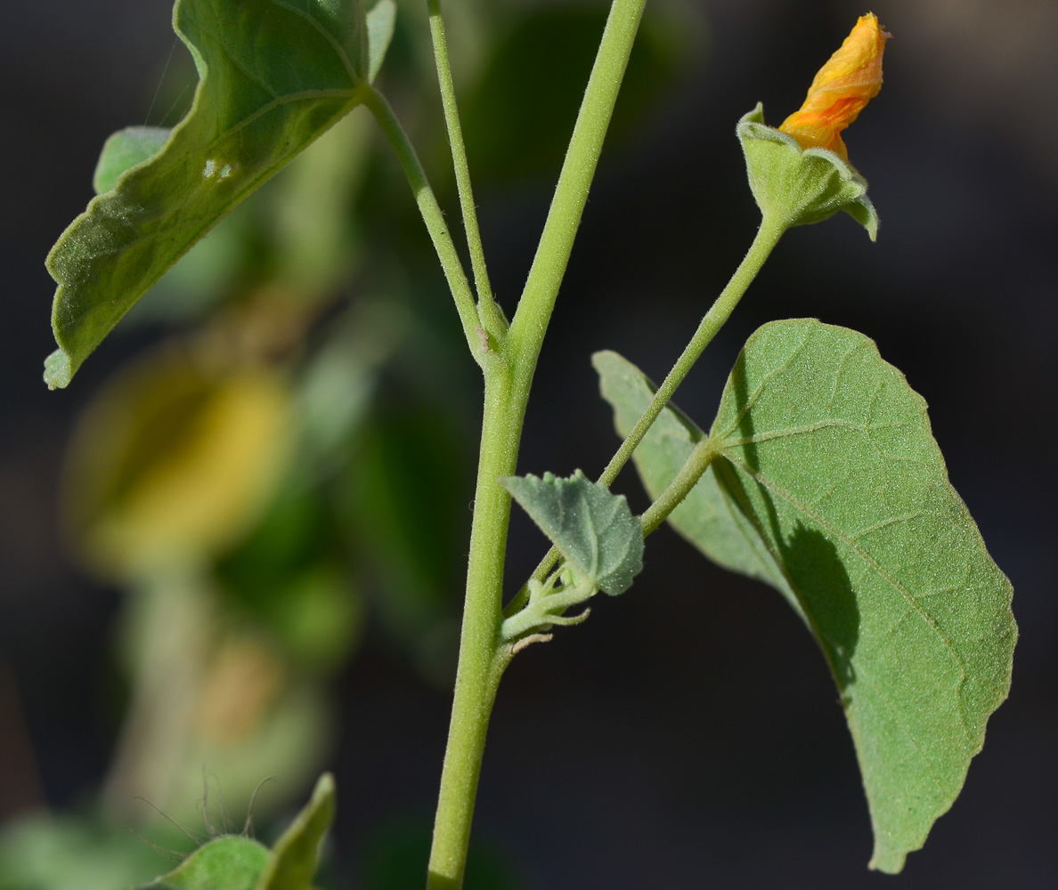 Изображение особи Abutilon fruticosum.