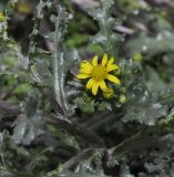 Senecio vernalis