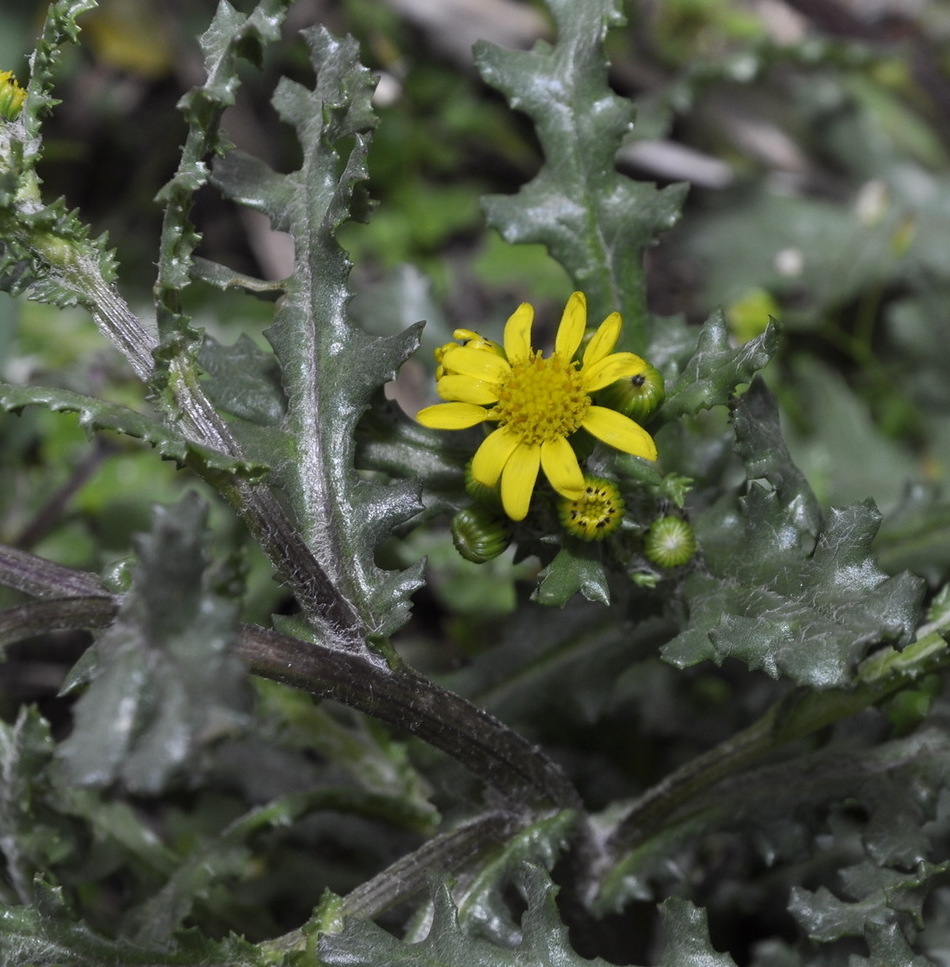 Image of Senecio vernalis specimen.
