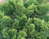Chamaecyparis obtusa. Ветви ('Nana Gracilis'). Германия, г. Дюссельдорф, Ботанический сад университета. 02.03.2014.