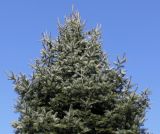 genus Abies. Верхняя часть кроны. Германия, г. Дюссельдорф, Ботанический сад университета. 10.03.2014.