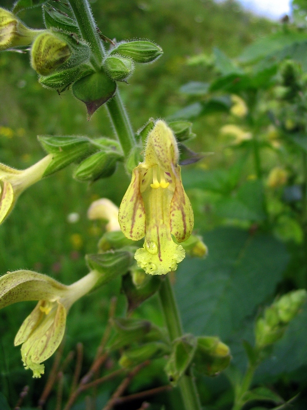 Изображение особи Salvia glutinosa.