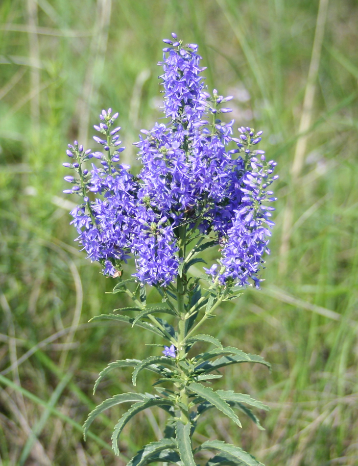 Image of Veronica spuria specimen.
