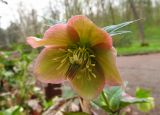 Helleborus purpurascens