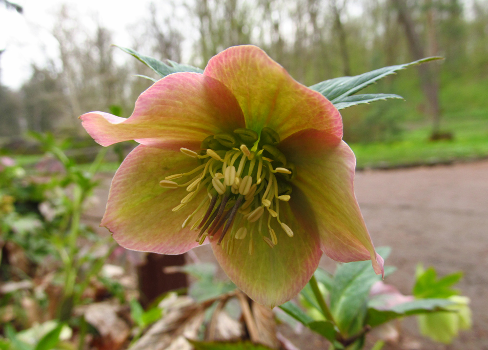 Image of Helleborus purpurascens specimen.