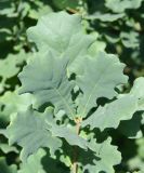 Quercus robur