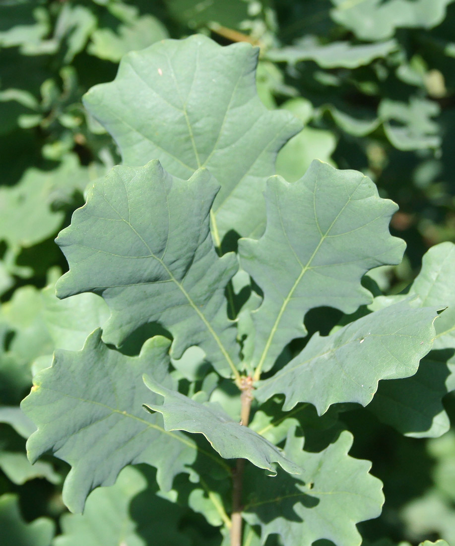 Image of Quercus robur specimen.