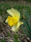 genus Narcissus. Цветок. Ярославская обл., с. Великое, берег Чёрного пруда. 1 мая 2014 г.