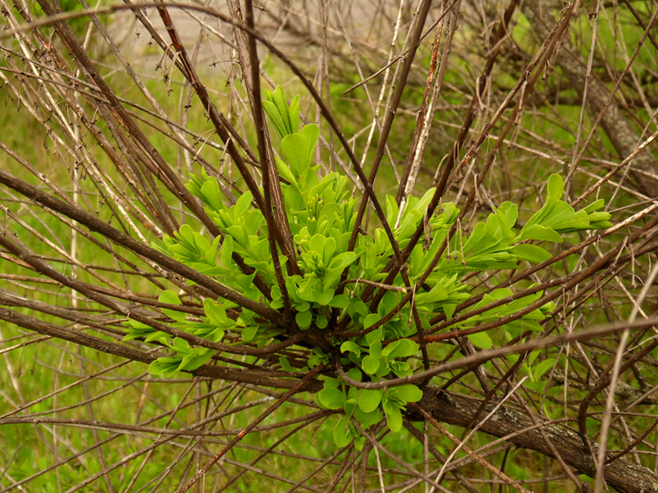 Image of Flueggea suffruticosa specimen.